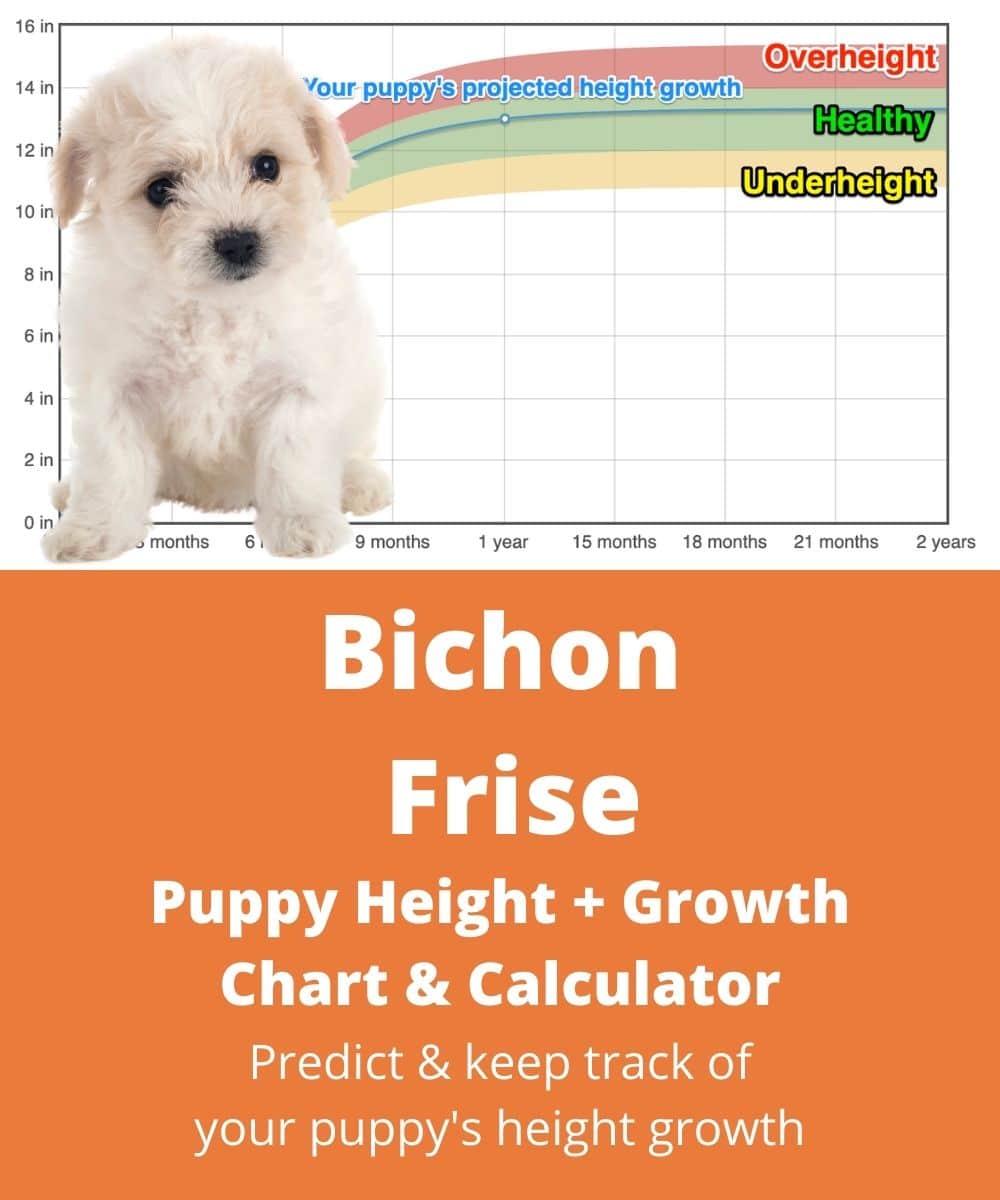 bichon-frise Puppy height Growth Chart bichon-frise Puppy height Growth Chart